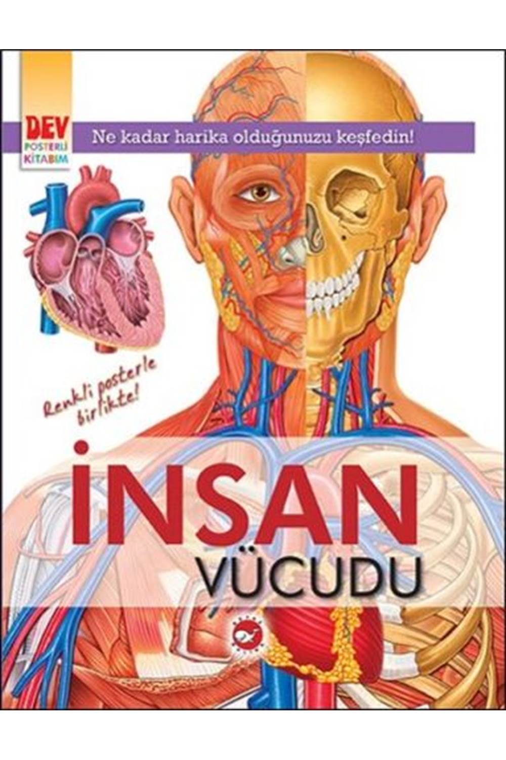Dev Posterli Kitabım İnsan Vücudu